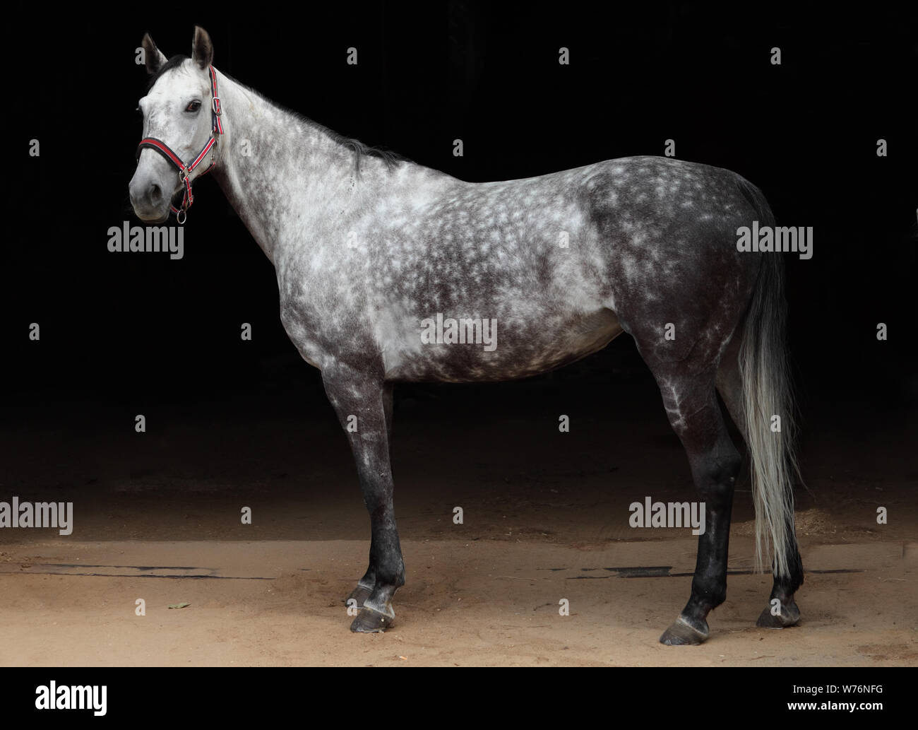 Puro Cavallo Spagnolo o PRE, ritratto contro uno sfondo scuro Foto Stock