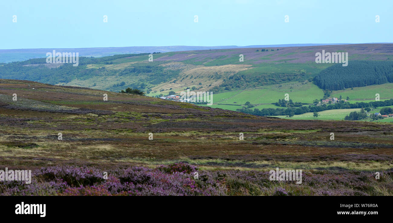 Heather su North Yorkshire Moors Foto Stock