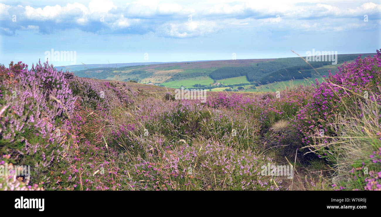 Heather su North Yorkshire Moors Foto Stock