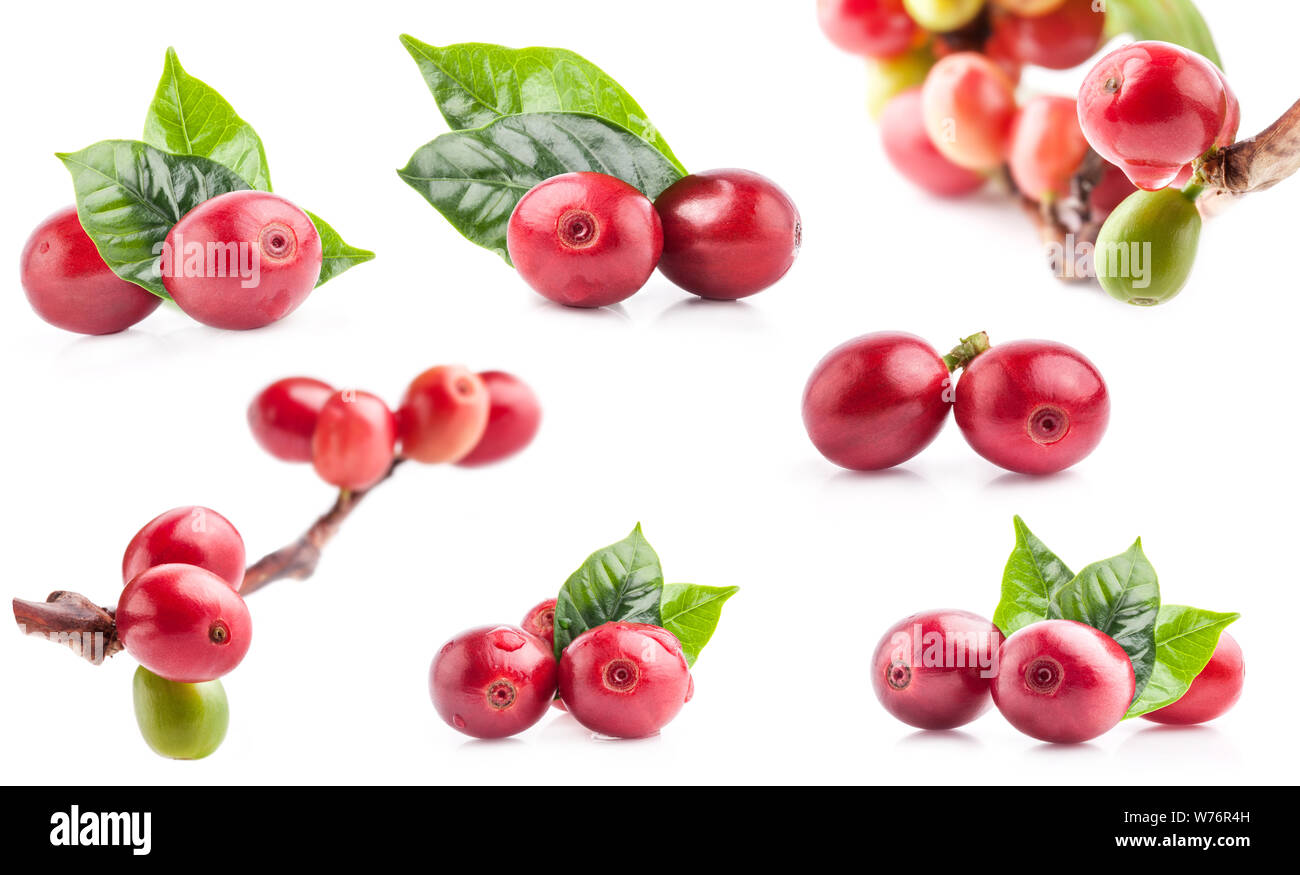 Raccolta di chicchi di caffè rossi su un ramo di albero del caffè, bacche mature e immature isolate su sfondo bianco Foto Stock