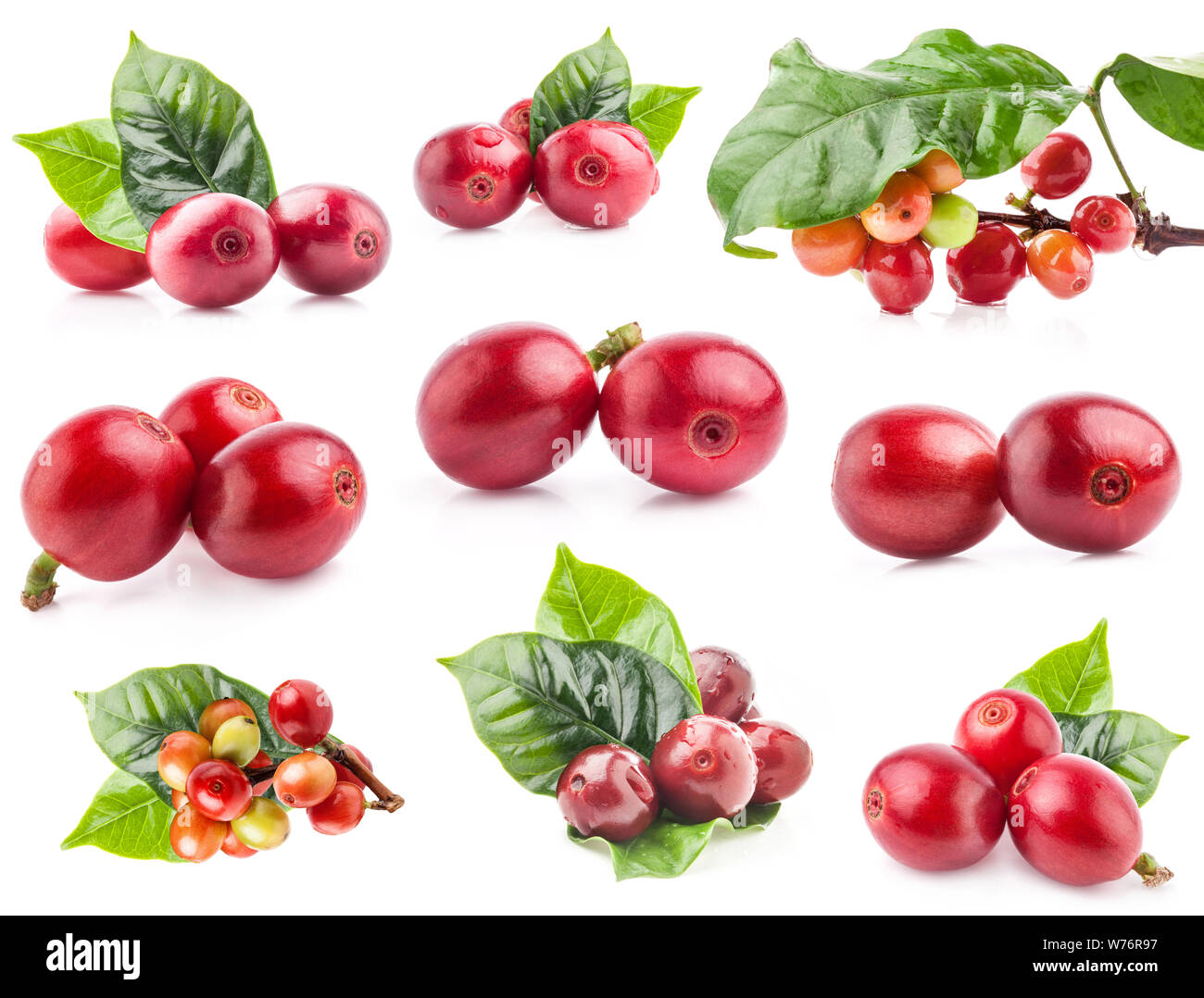 Raccolta di chicchi di caffè rossi su un ramo di albero del caffè, bacche mature e immature isolate su sfondo bianco Foto Stock