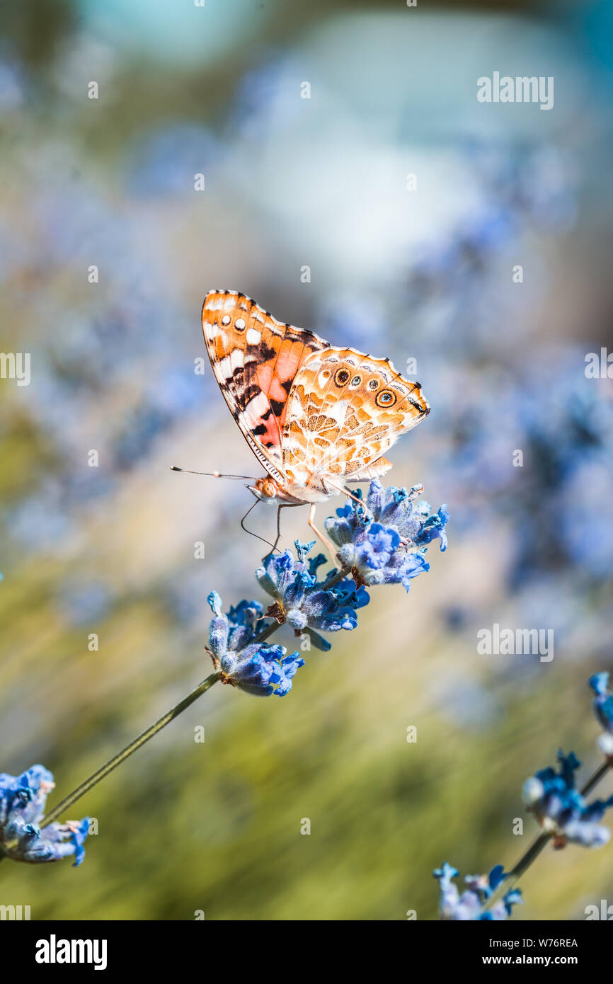 Vanessa cardui farfalla in blu lavanda fiori macro natura insetto close up estate Foto Stock