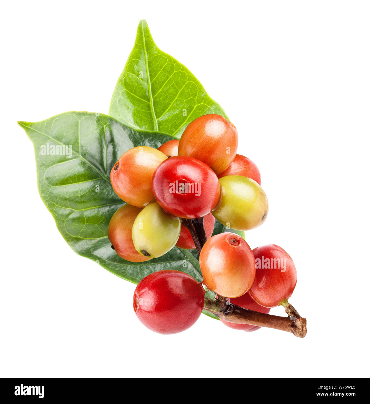 Red i chicchi di caffè su un ramo di albero di caffè, mature e frutti immaturi isolati su sfondo bianco con tracciato di ritaglio Foto Stock