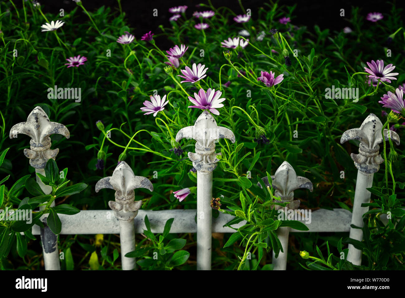 Decorativo recinzione metallica con fiori dietro Foto Stock