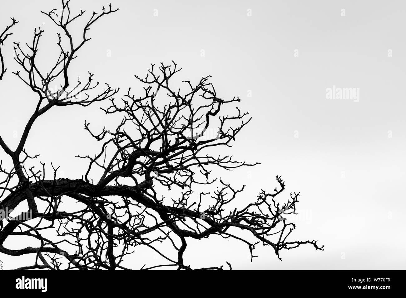Silhouette albero morto e il ramo isolato su sfondo bianco. Sfondo per la morte, disperata, disperazione,tristi e lamento concetto. Notte di Halloween. Foto Stock