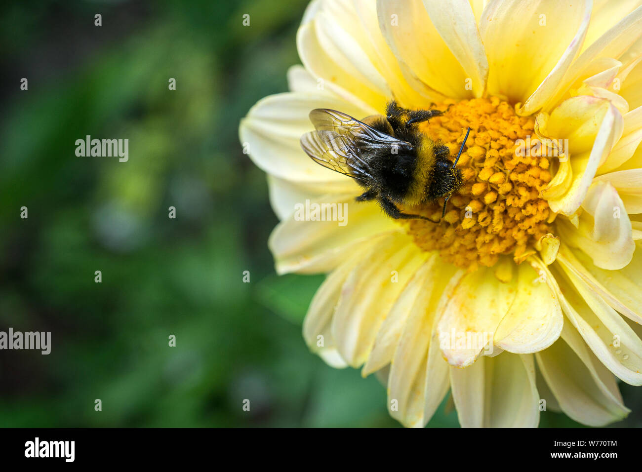 Rusty-patchato Bumblebee raccogliendo il nettare da un fiore giallo. Foto Stock