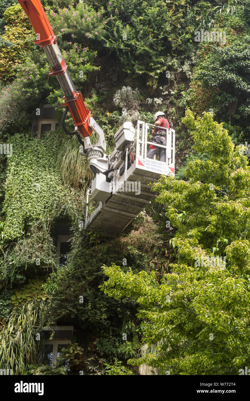 Muro vivente manutenzione - Manutenzione di un giardino verticale (L'oasi d'Aboukir) sulla Rue d'Aboukir a Parigi, in Francia, in Europa. Foto Stock