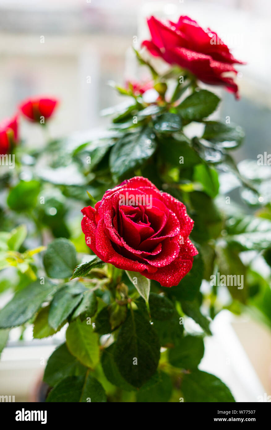 Little rose rosse con gocce d'acqua close-up, bellissimi fiori e piante di  casa Foto stock - Alamy