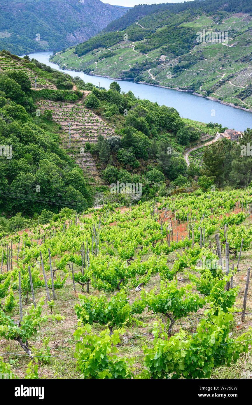 Vigneti sopra il fiume Sil, nella Ribeira Sacra regione vinicola, vicino a Teixeira sul confine tra Orense e Lugo Province, Galizia, Spagna Foto Stock