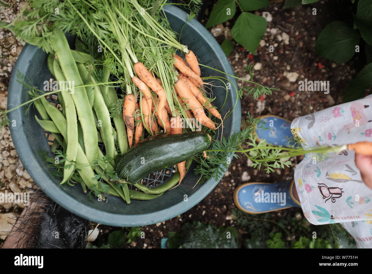 Appena raccolto la zucchina le carote e i baccelli ortaggi da giardino riparto a Brighton Regno Unito Foto Stock