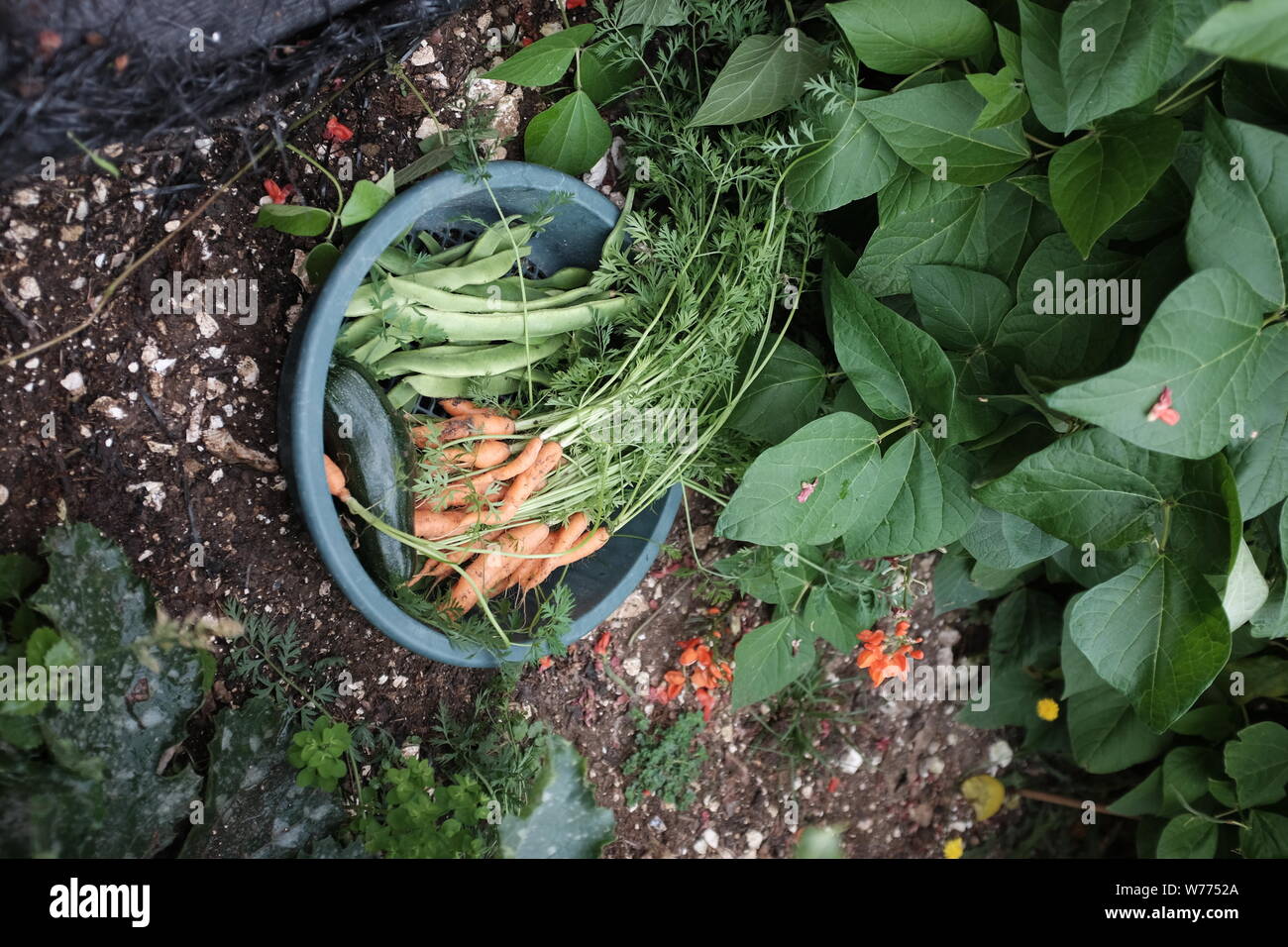 Appena raccolto la zucchina le carote e i baccelli ortaggi da giardino riparto a Brighton Regno Unito Foto Stock