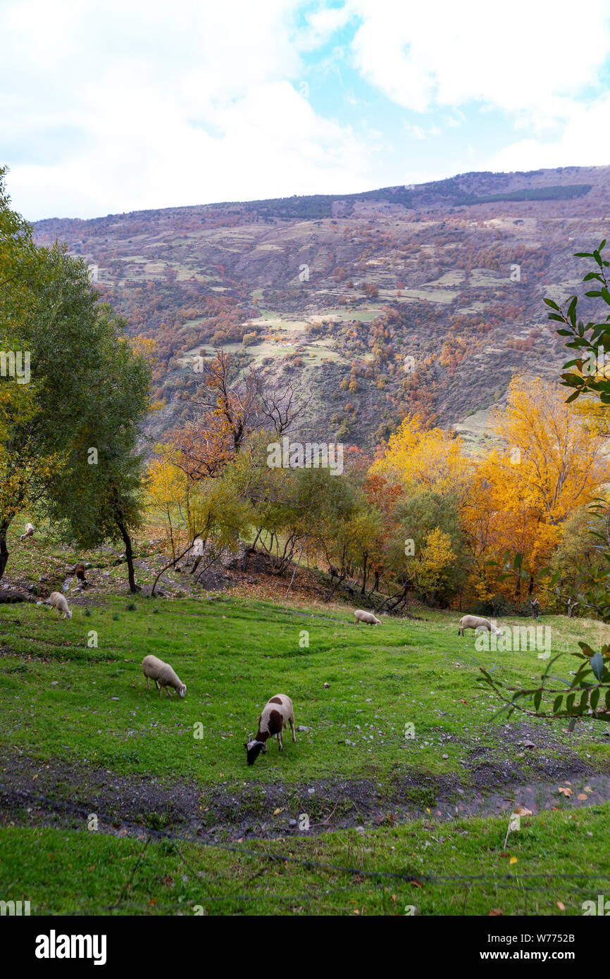 L'alpujarras Sierra Nevada in Spagna a cadere con il pascolo di capre Foto Stock