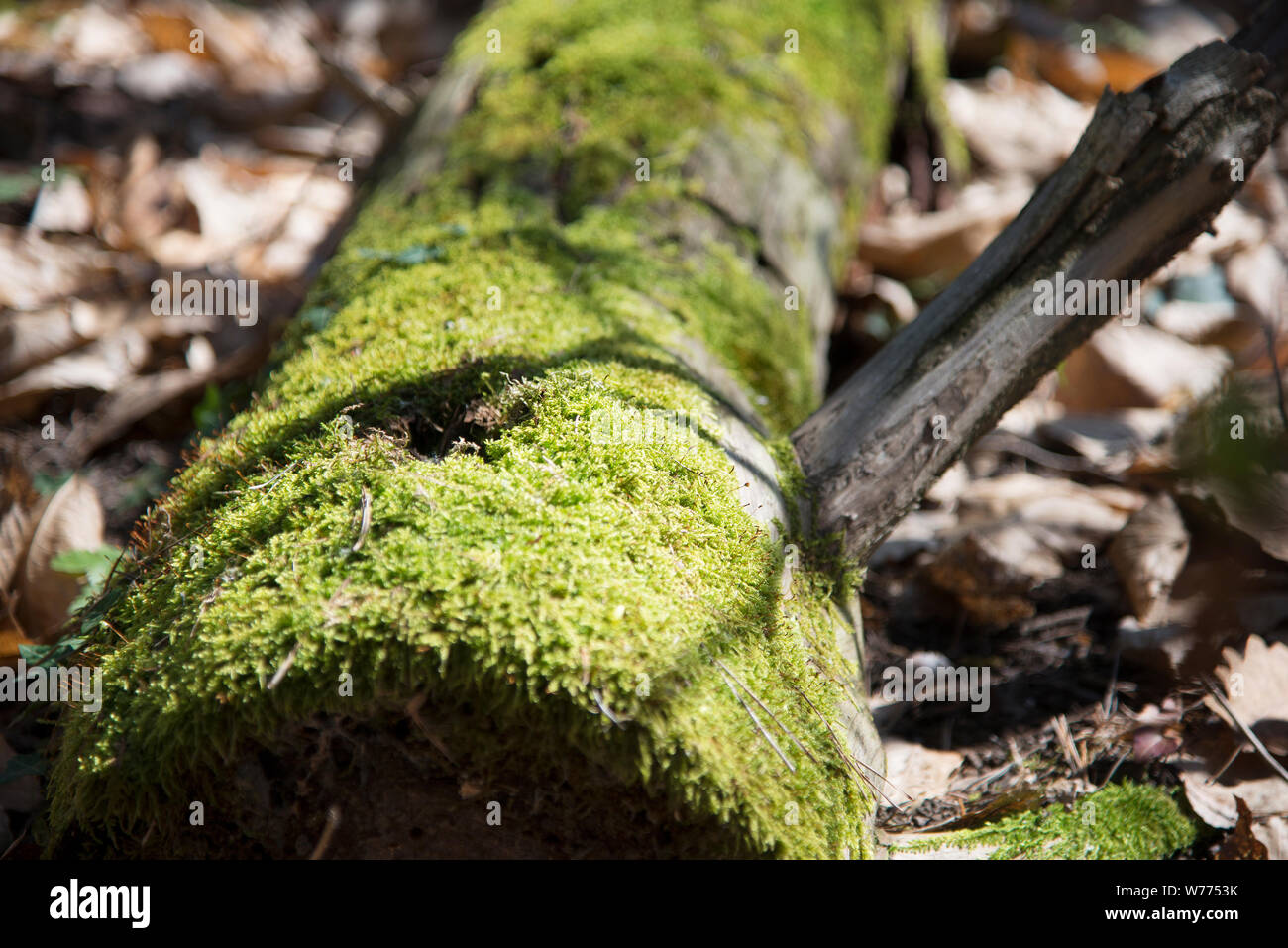 Millefiori, foglie e moss nella foresta. Foto Stock