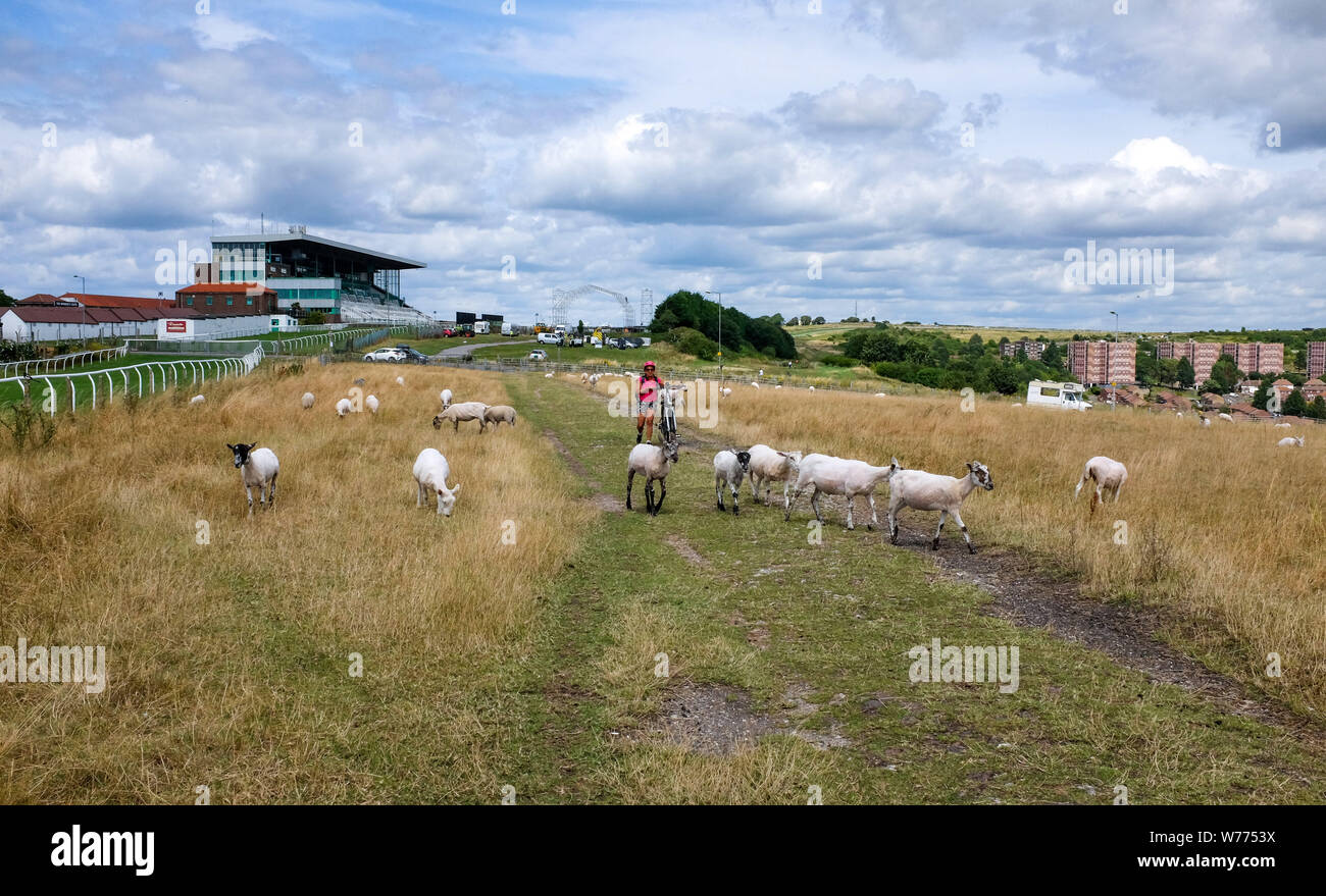 Donna che cammina da Brighton urban pecore pascoli vicino al Racecourse si affaccia Whitehawk consiglio station wagon Foto Stock