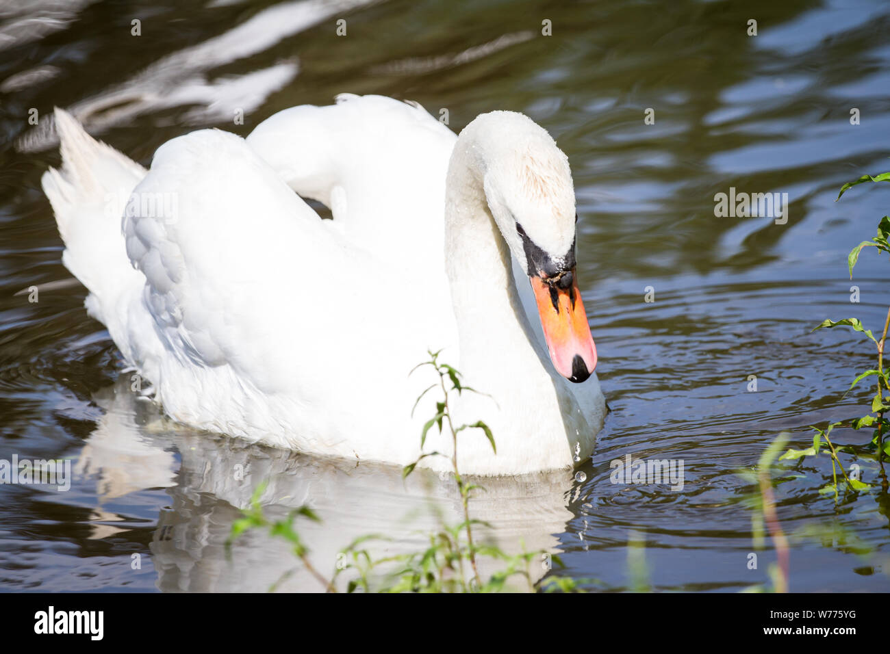 White Swan femmina nuoto Foto Stock