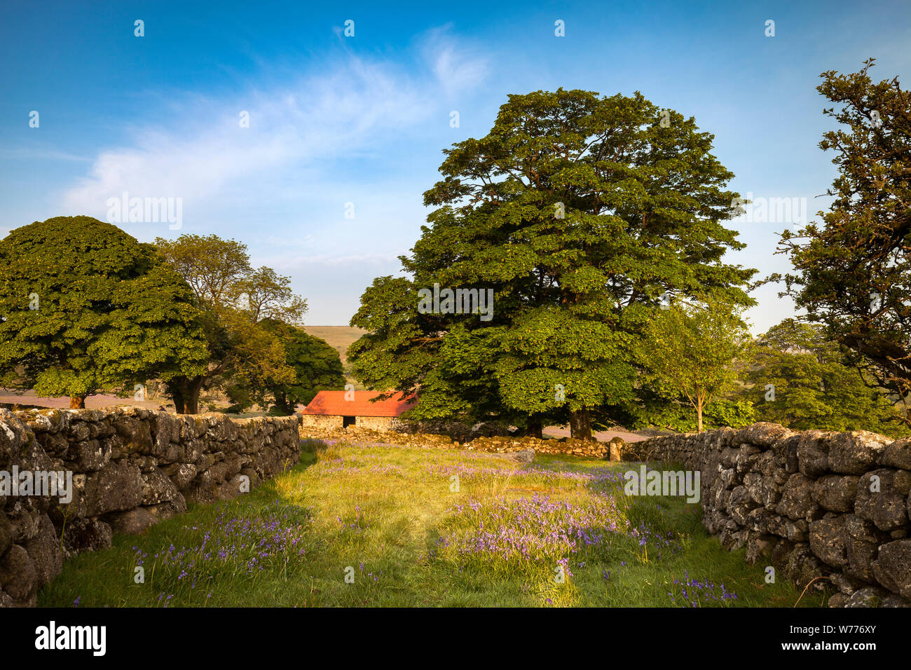 Attraente tetto rosso fienile circondato da prati pieni di bluebells e alberi in una giornata di sole in primavera nel Parco Nazionale di Dartmoor, Devon, Inghilterra, Regno Unito Foto Stock