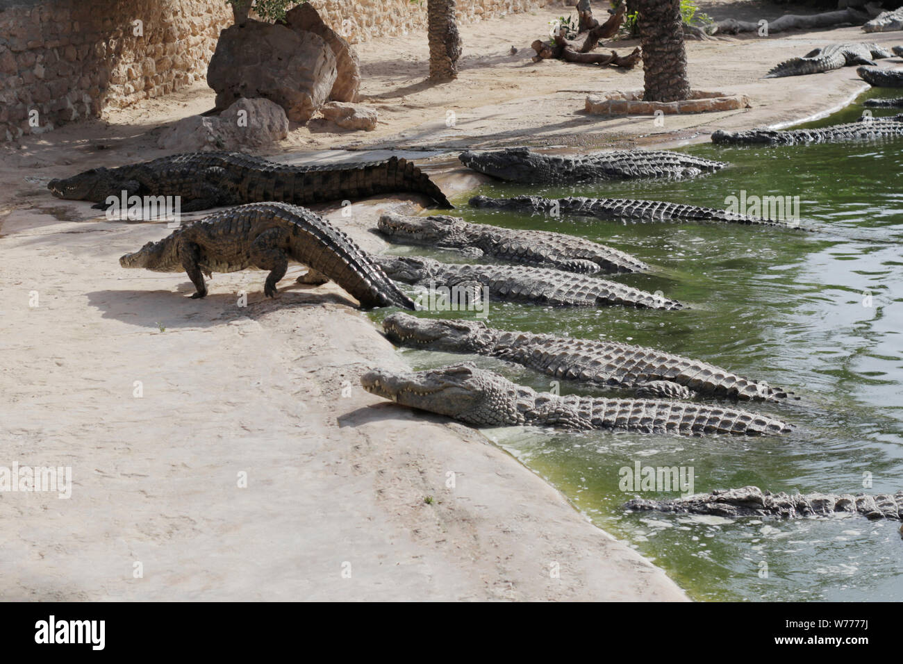 Coccodrilli crogiolarsi al sole. I coccodrilli nel laghetto. Un coccodrillo arriva fuori dello stagno. Fattoria di coccodrilli. Coltivazione di coccodrilli. Crocodile sharp te Foto Stock