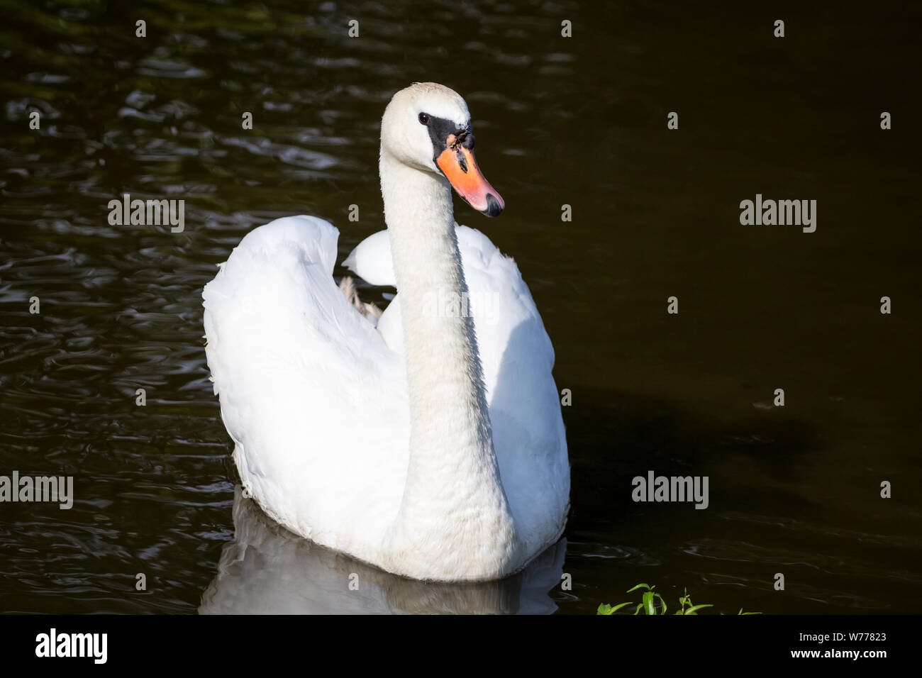 Cigno femmina a nuotare in acqua Foto Stock