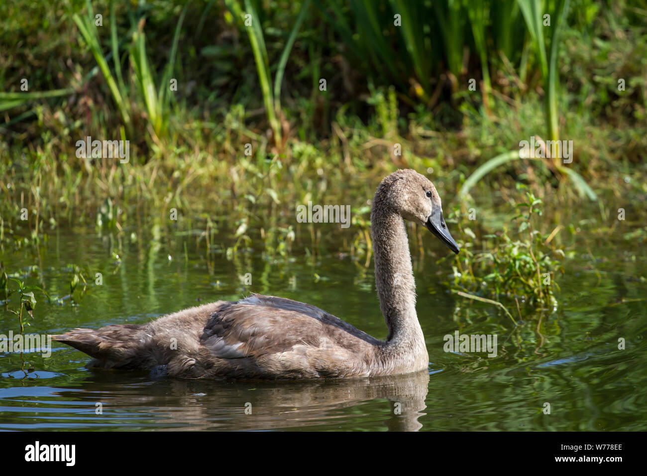 Cygnet, giovane swan nuotare in acqua Foto Stock