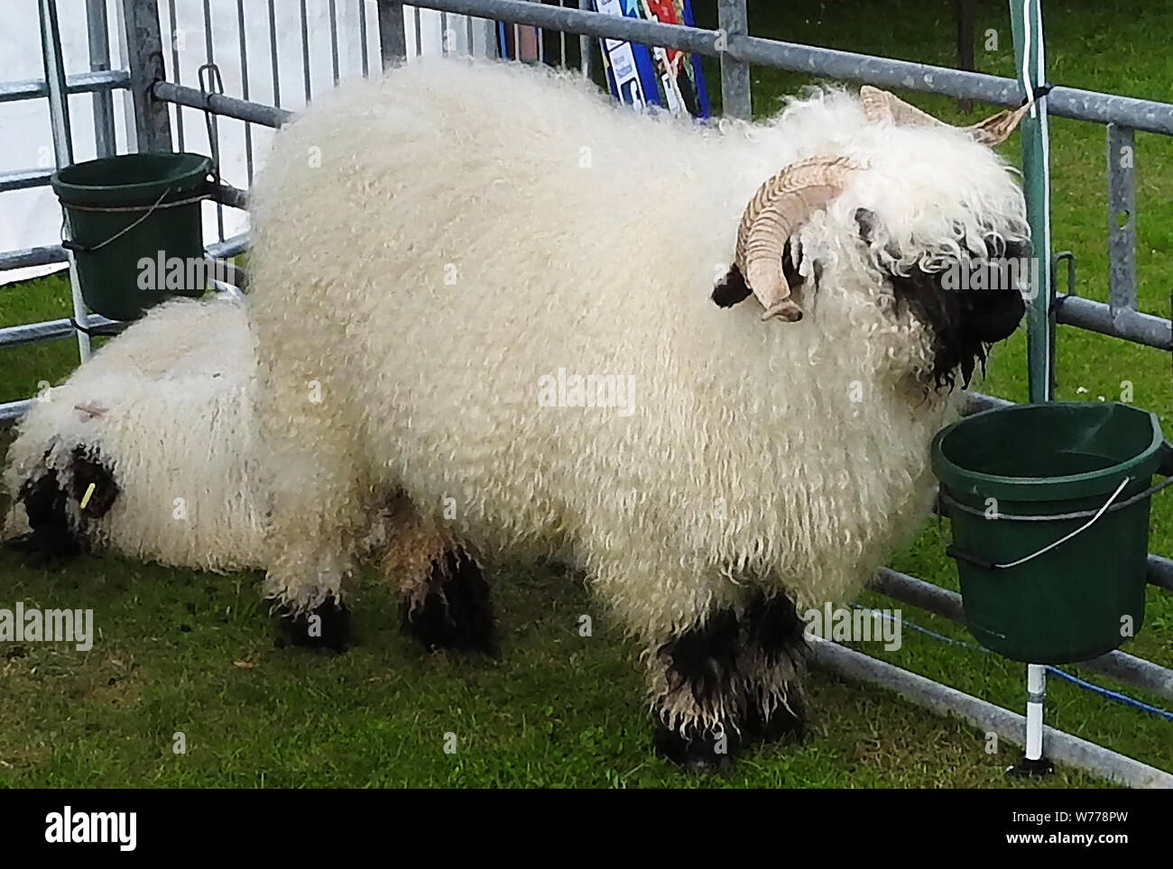 Lanosi pecore a Stranraer, Scozia, mostra annuale Luglio 2019 Foto Stock