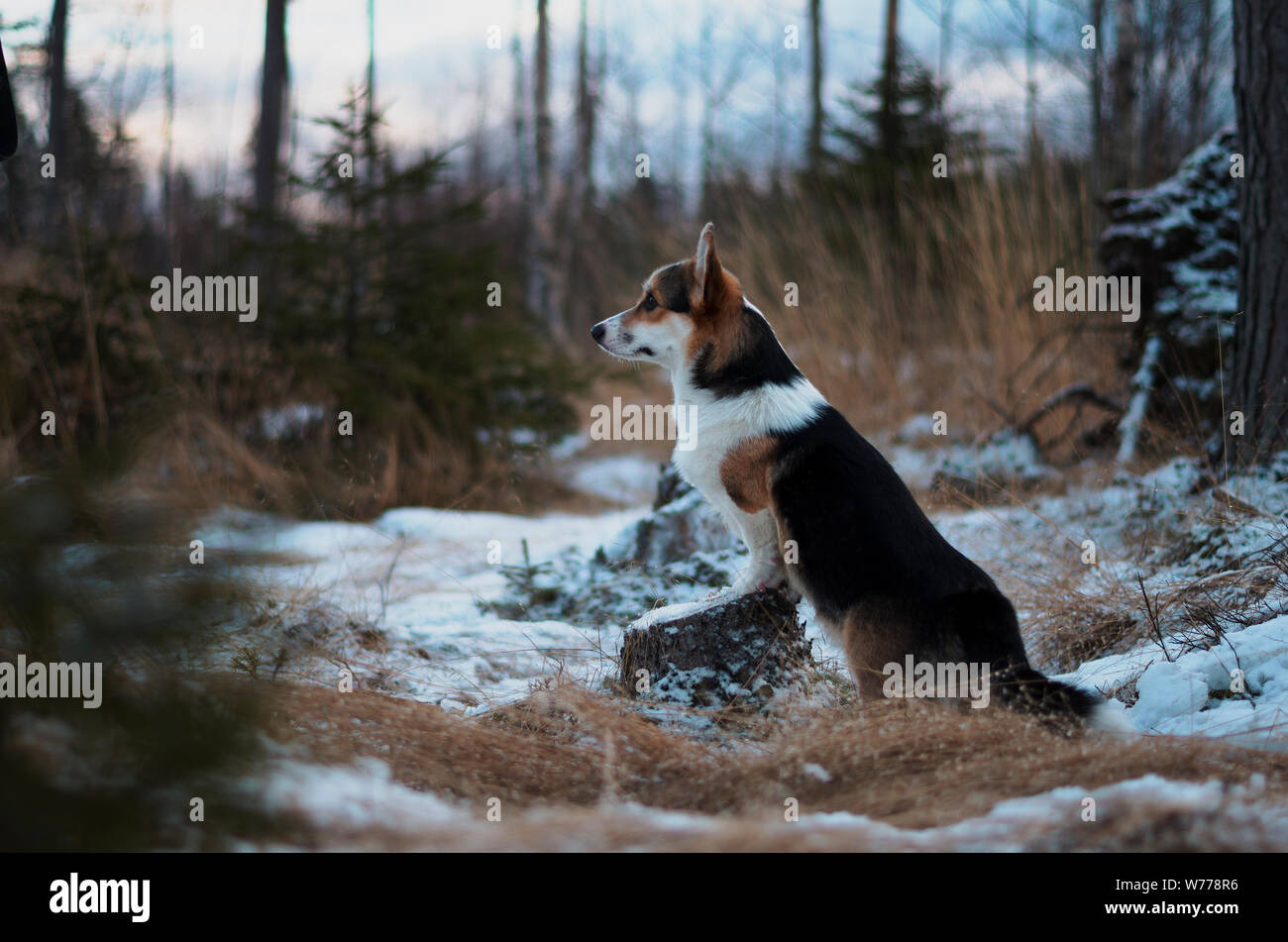 Cane cercando nel selvaggio, inverno sera nella foresta congelati con erba gialla, alberi e neve, welsh corgi pembroke allevati Foto Stock