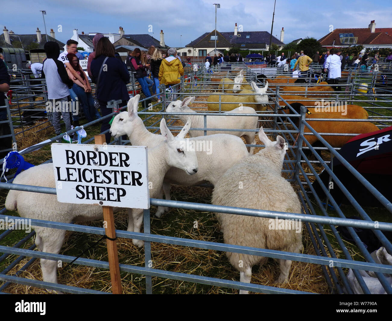 Border Leicester pecore a Stranraer Visualizza, Scozia 2019 Foto Stock