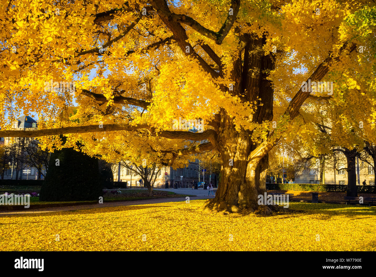 Bellissimo il ginkgo biloba con giallo e arancio fogliame in una giornata di sole di autunno o la caduta, Place de la République, Strasburgo, Francia. Foto Stock