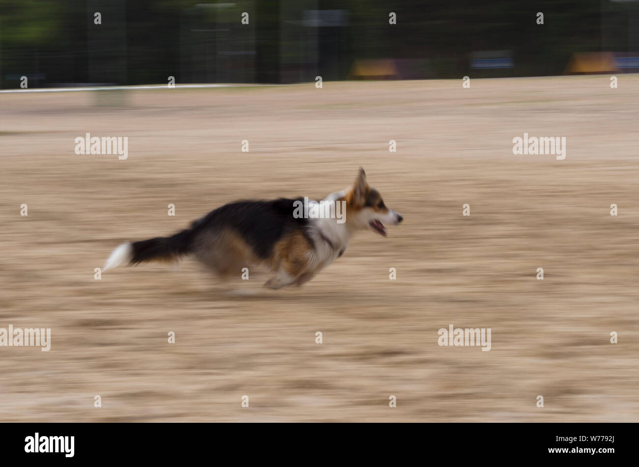 Welsh corgi pembroke cane corre veloce sulla spiaggia, alta velocità Foto Stock