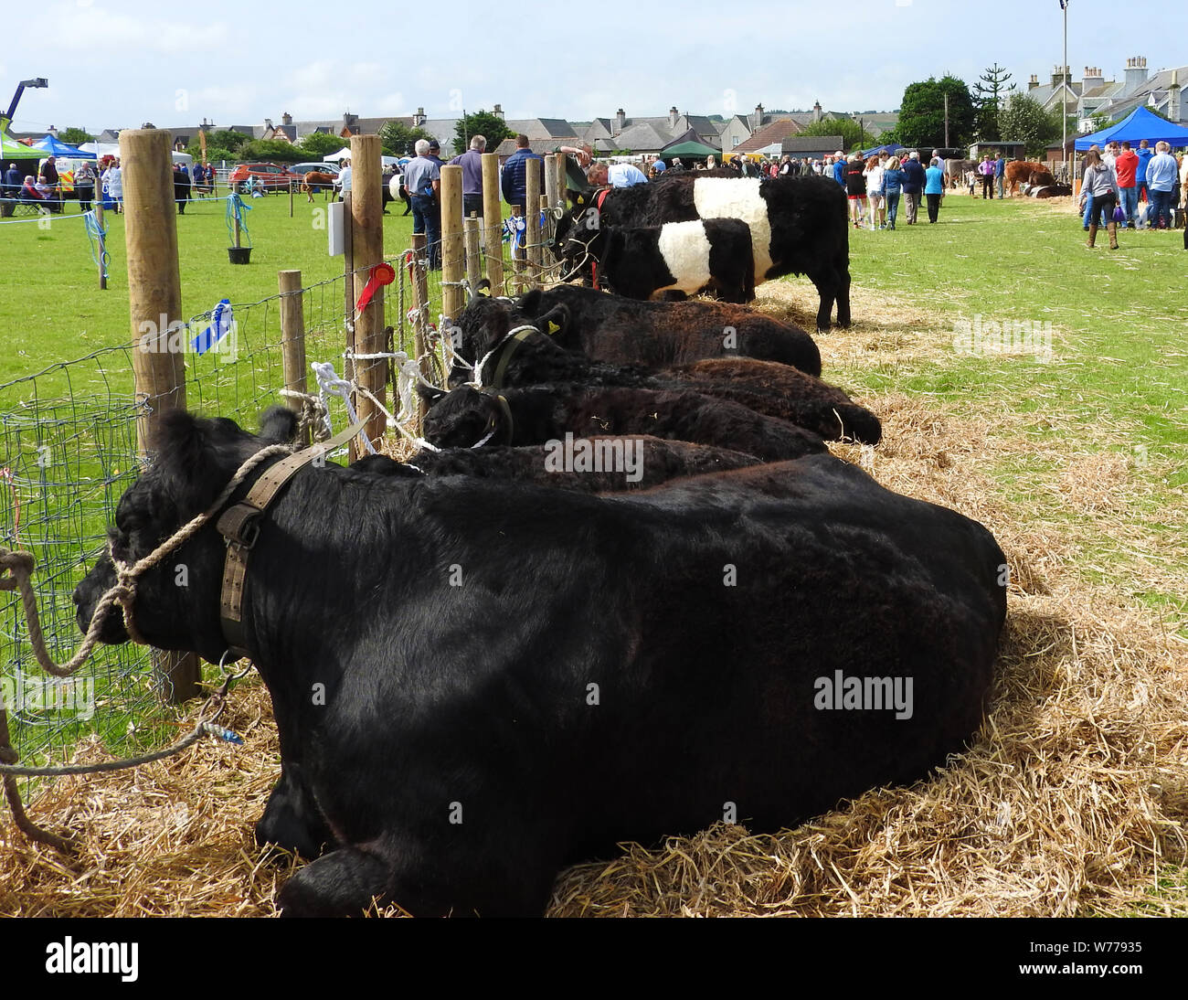 Capi di bestiame in attesa di essere giudicati con la mostra annuale a Stranraer, Scozia, Luglio 2019 Foto Stock