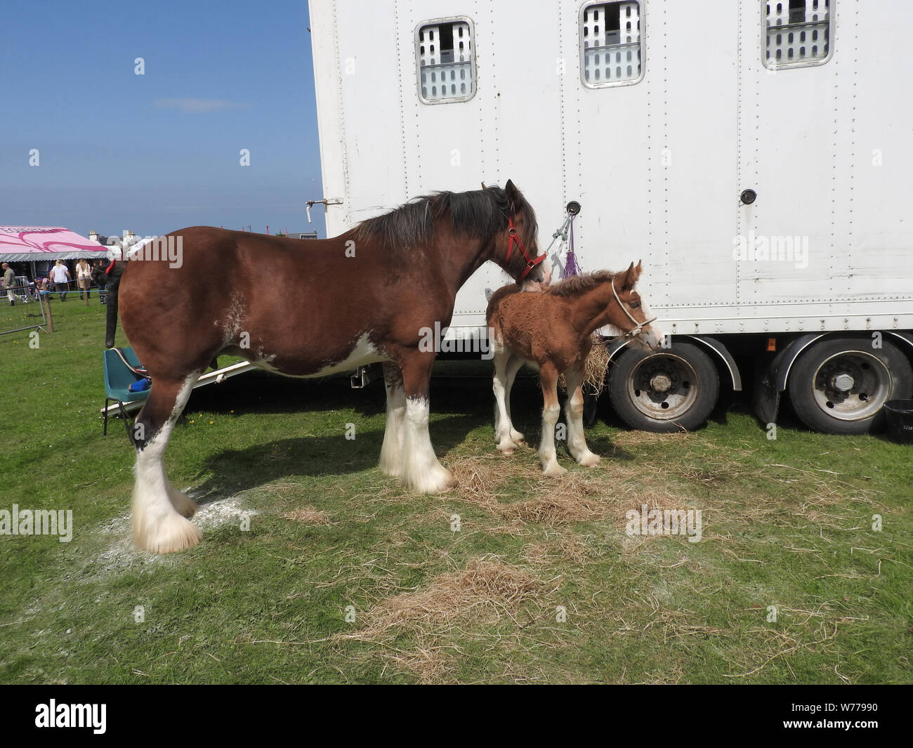Un Clydesdale cavallo e puledro a Stranraer, Scozia, mostra annuale Luglio 2019 Foto Stock