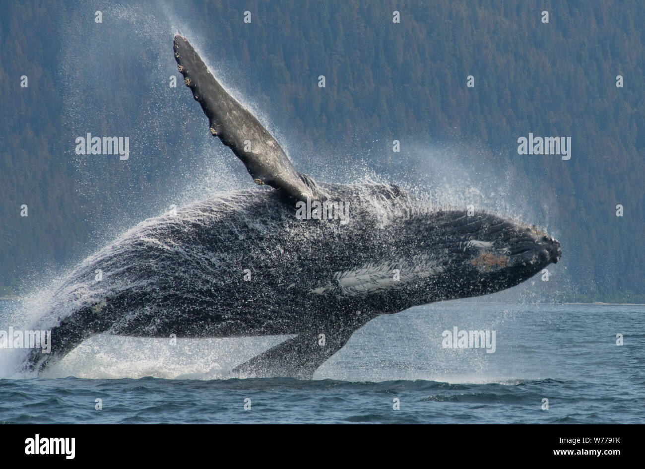 Humpback Whale violare, Chatham Strait, Alaska Foto Stock