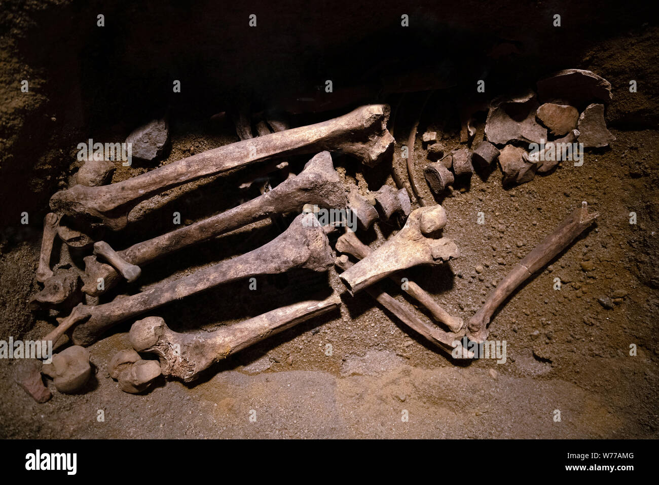 Preistorici osso umano rimane. Antico scheletro scoperto da archeologi, scienziato analizzando e facendo la ricerca delle ossa nel terreno Foto Stock