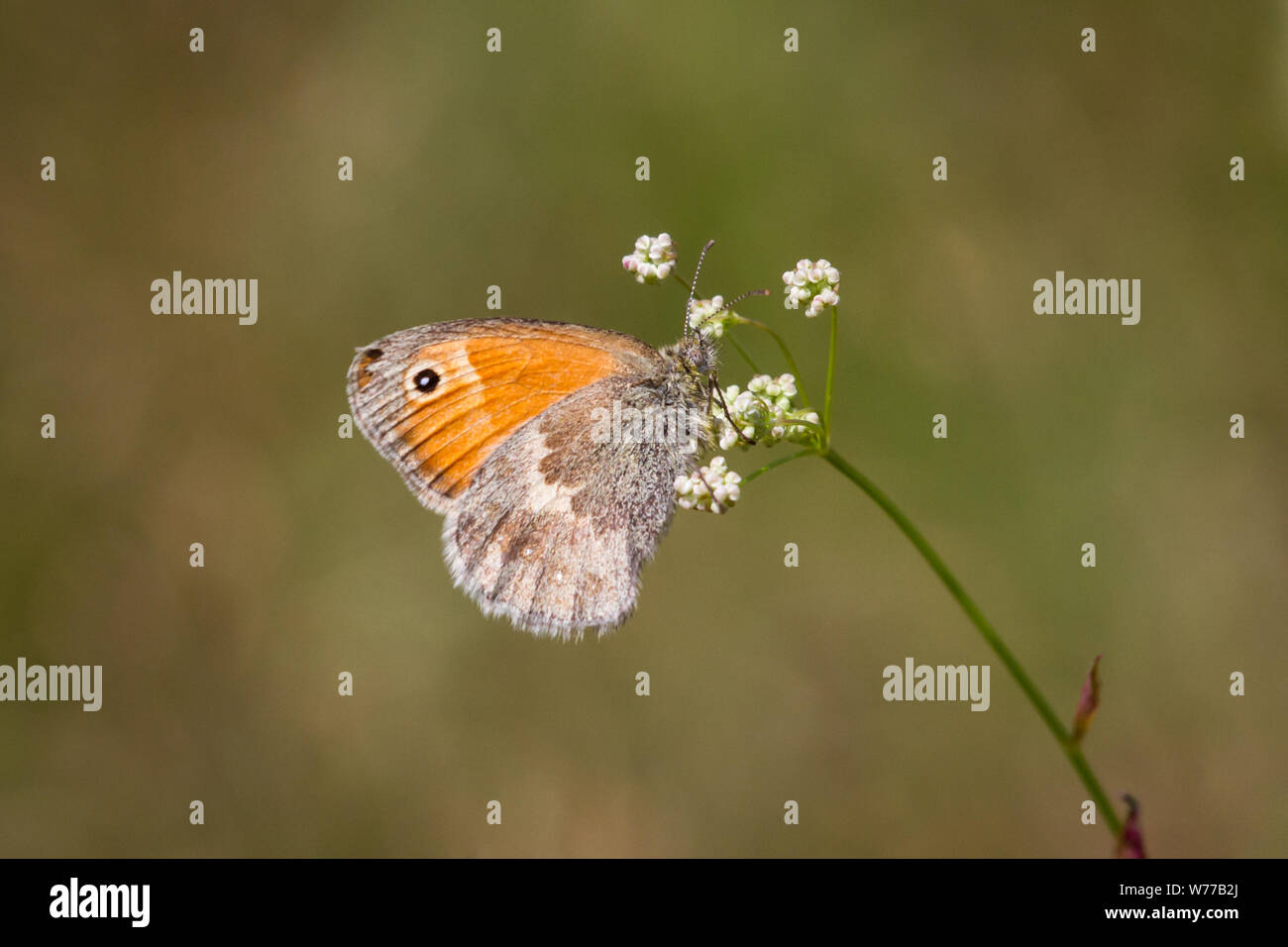 I lepidotteri Coenonympha pamphilus (small heath butterfly / Schmetterling Kleines Wiesenvögelchen) Foto Stock