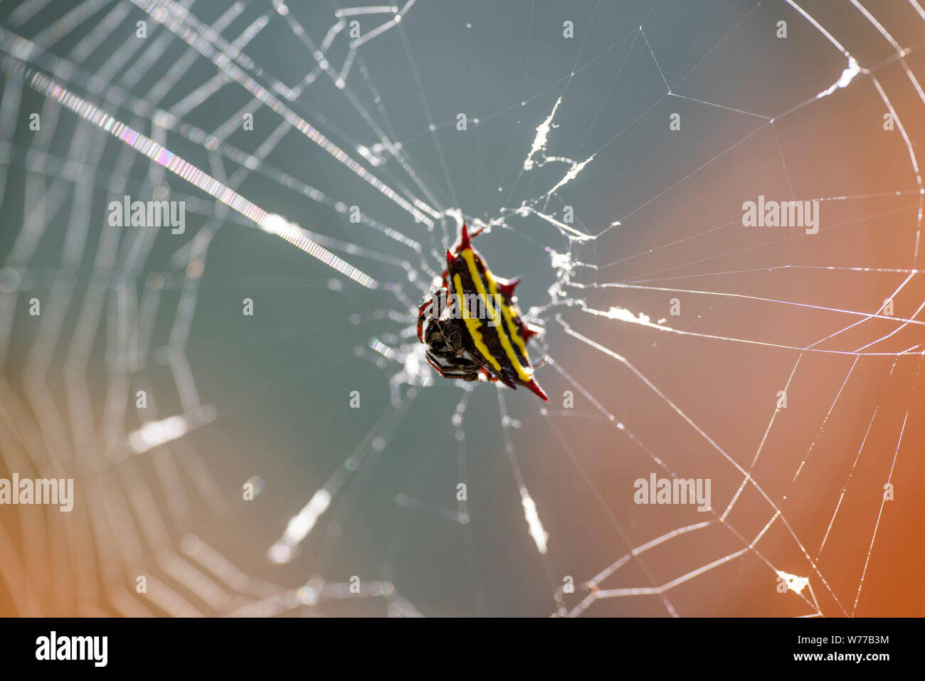 Immagine macro di un Argiope anasuja spider su una ragnatela. Thailandia Koh Chang Island. Foto Stock