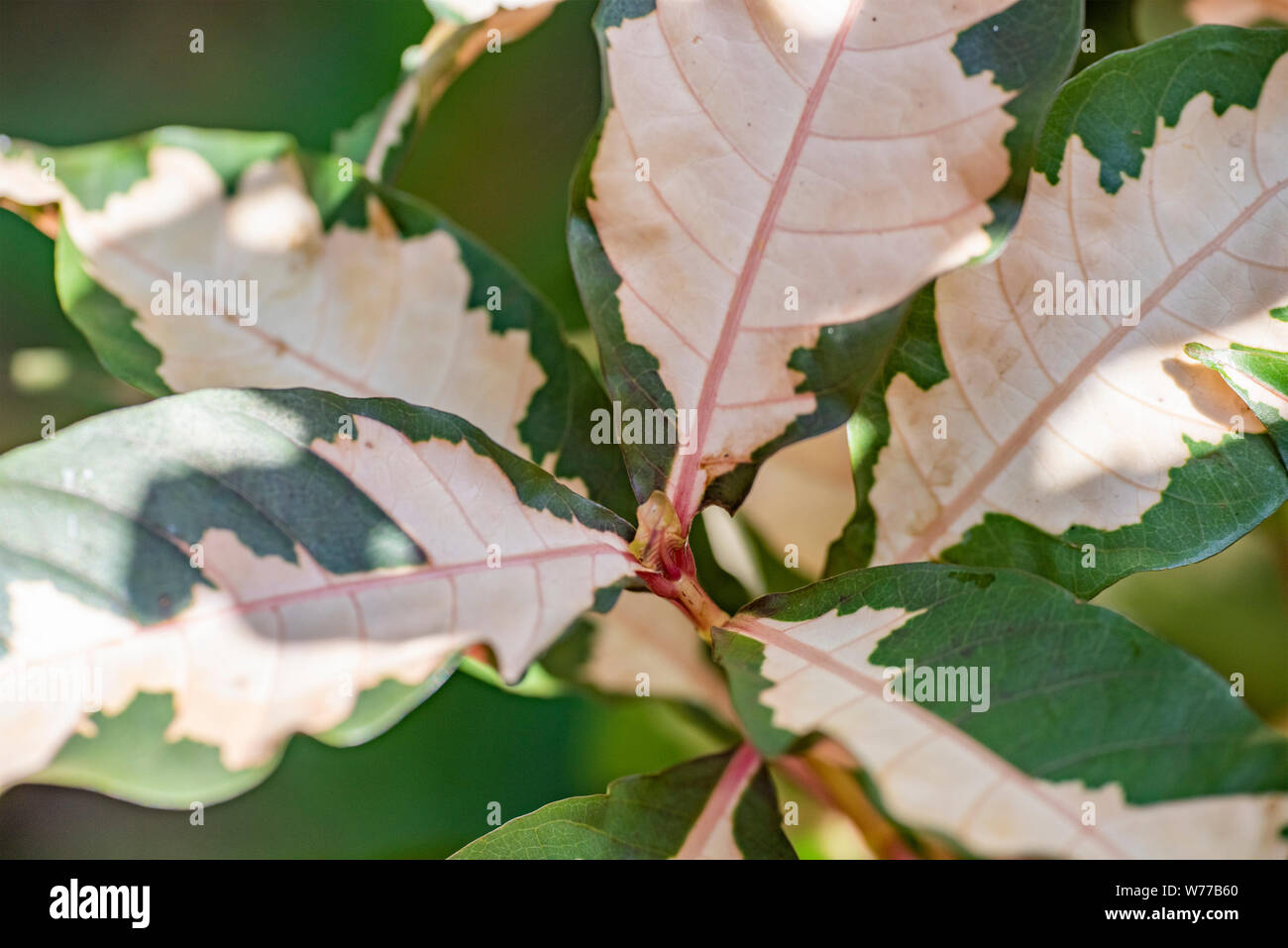 Graptophyllum impianto pictum close-up nella luce naturale. Thailandia Koh Chang Island. Foto Stock