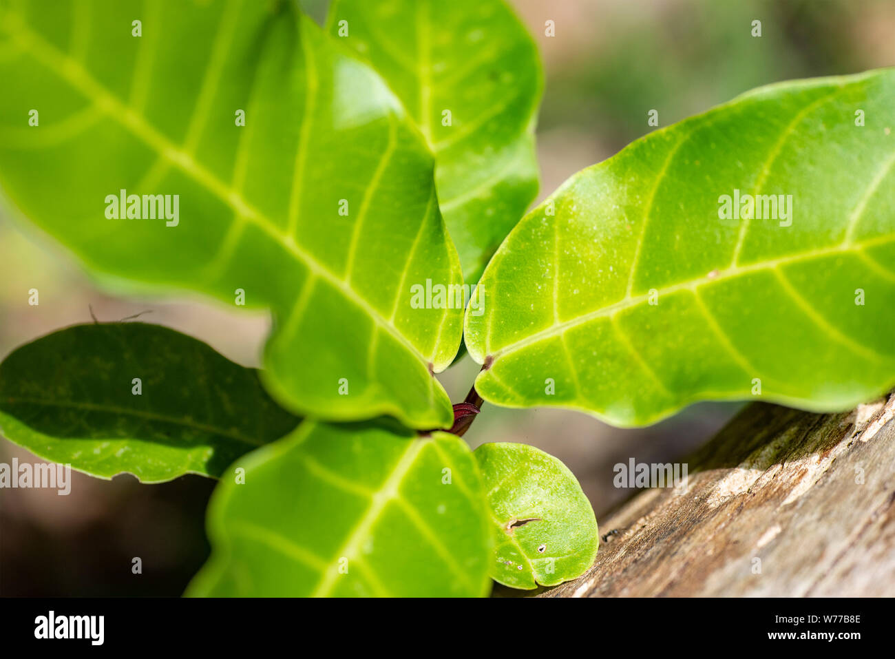 Ficus lyrata impianto close-up nella luce naturale. Thailandia Koh Chang Island. Foto Stock