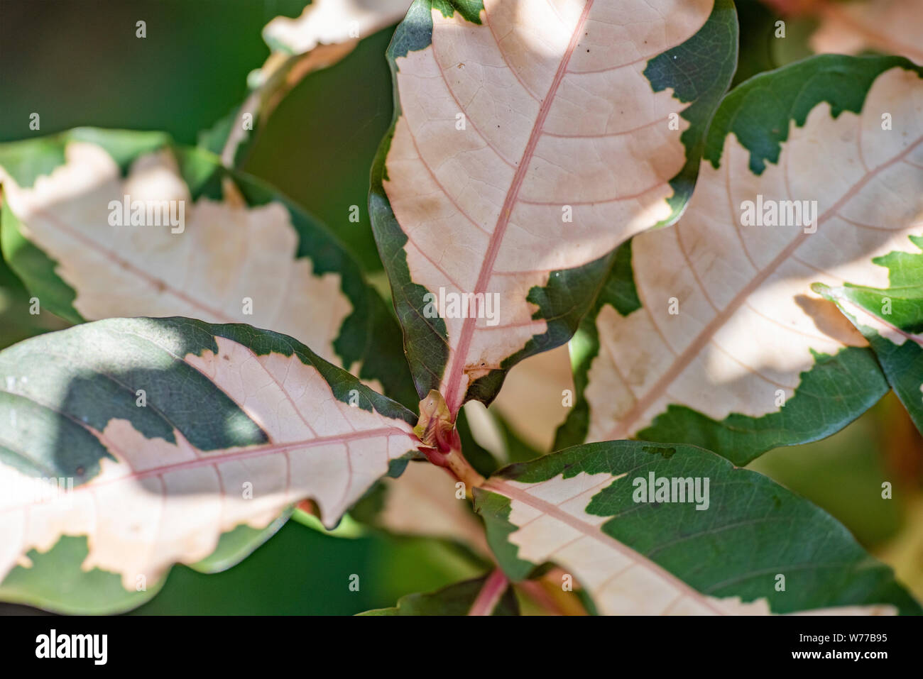 Graptophyllum impianto pictum close-up nella luce naturale. Thailandia Koh Chang Island. Foto Stock