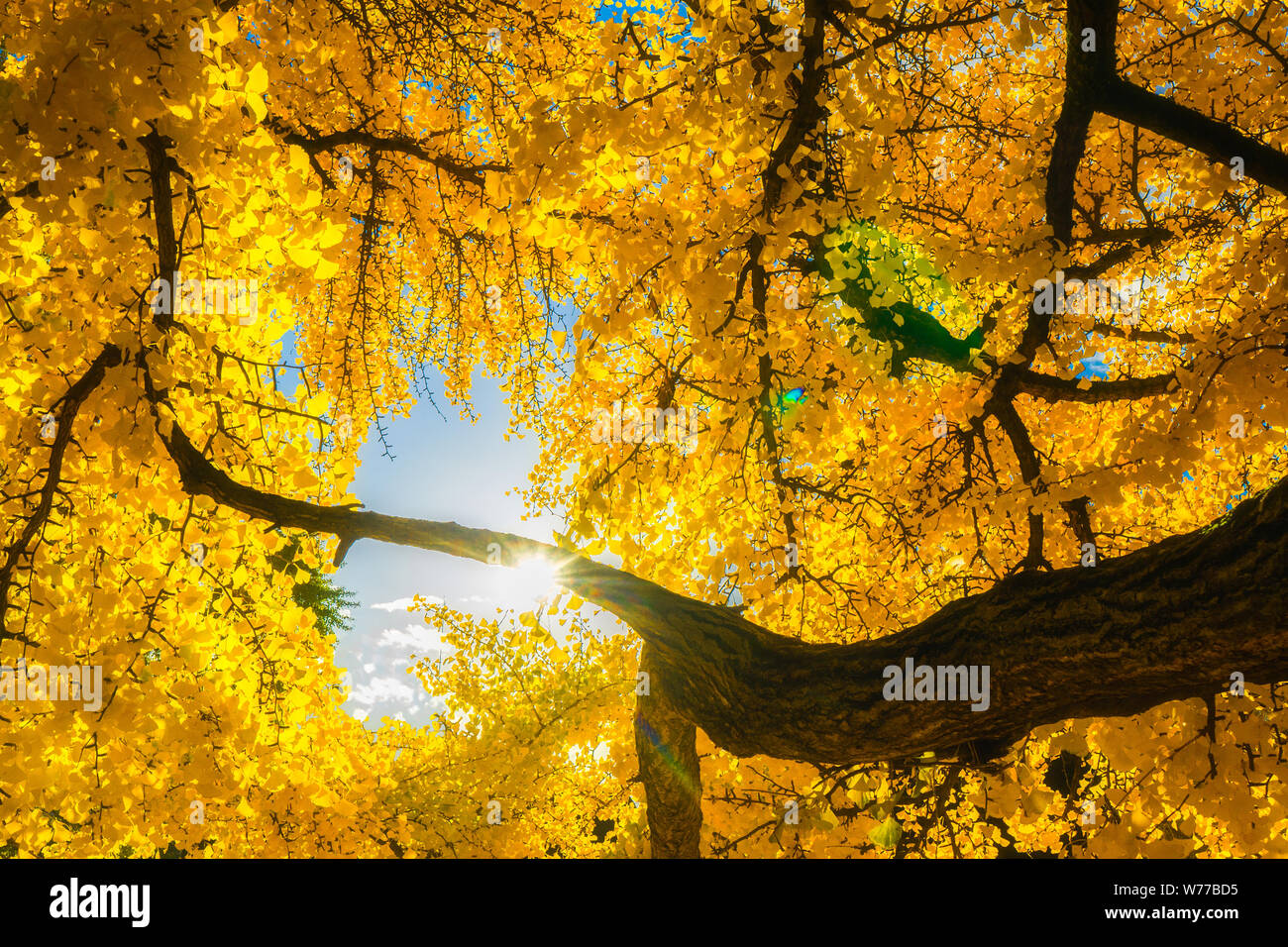 Sole che splende attraverso il fogliame giallo di gingko biloba tree. Caduta o autunno bello scenario. Concetto di stagione. Foto Stock