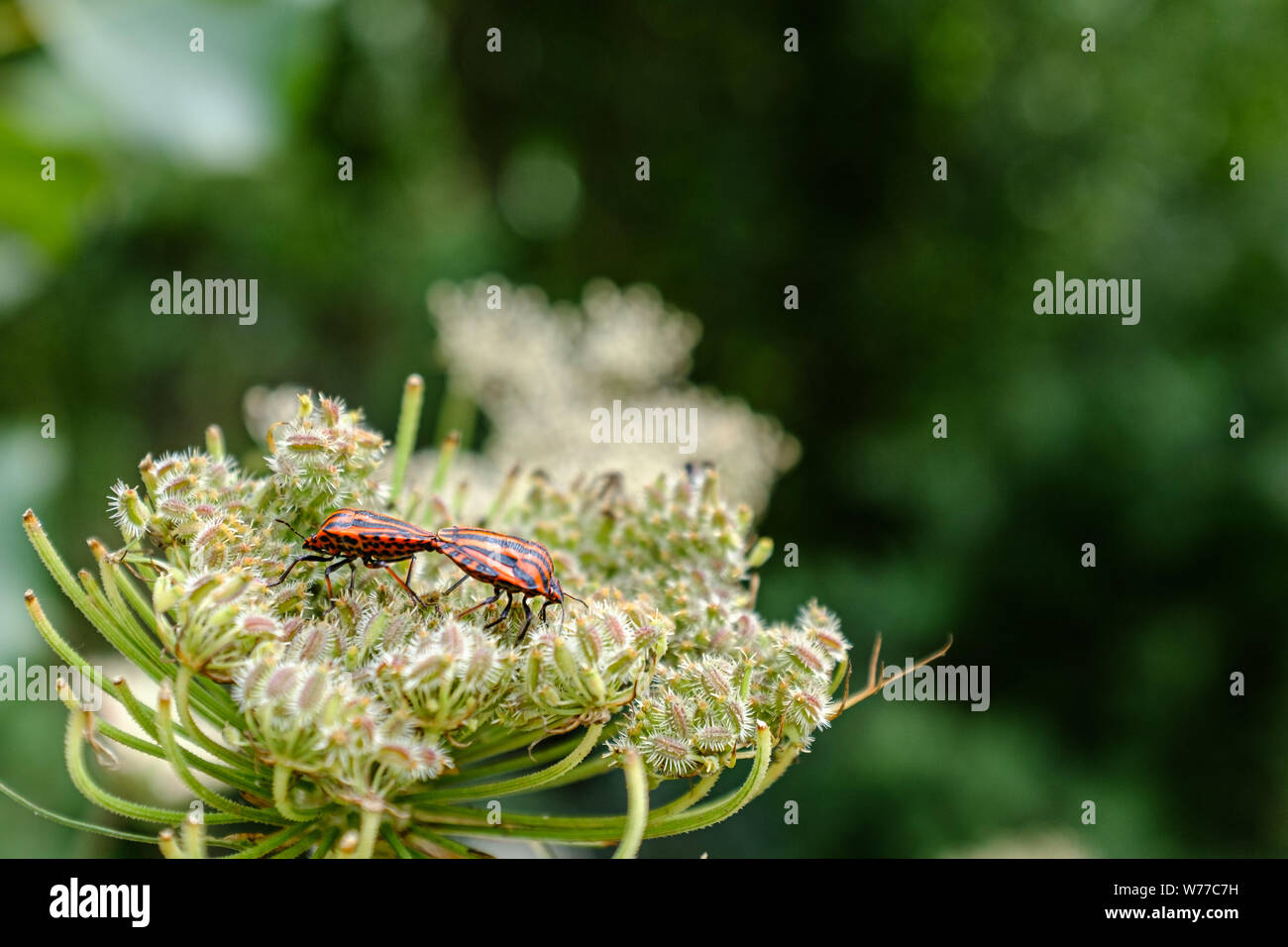 Paio di red ladybugs su un verde cespuglio pianta Foto Stock