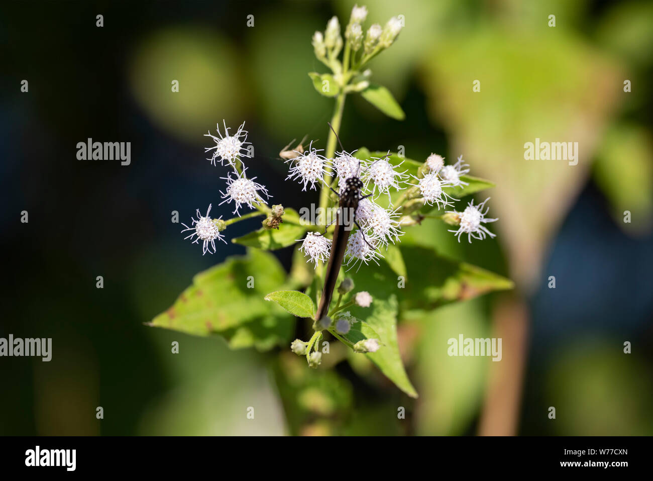 Impianto Chromolaеna odorata close-up nella luce naturale. Thailandia Koh Chang Island. Foto Stock
