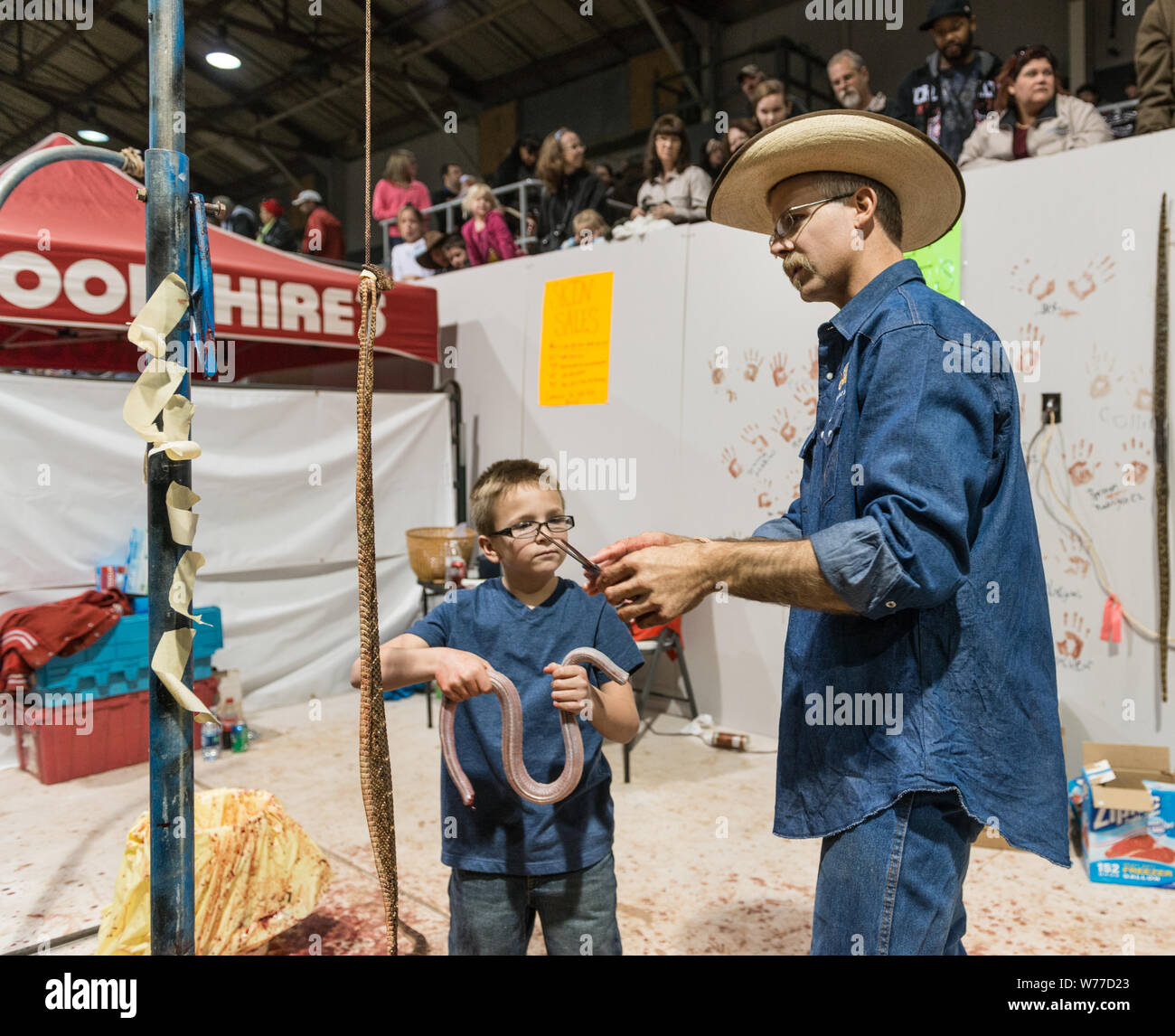 Un esperto snake-Skinner dimostra il suo mestiere a un giovane visitatore presso il più grande del mondo Rattlesnake Roundup in Sweetwater, Texas descrizione fisica: 1 Foto : Digital, file TIFF a colori. Note: dal 1958, l'evento, promosso e gestito dalla Sweetwater Jaycees, si svolge ogni anno nel mese di marzo a Nolan County Coliseum. Il Round-Up era iniziato come un modo per controllare la popolazione di serpenti nel loro brushy area del Texas. Secondo la Jaycees, la grande popolazione di rattlesnakes era danneggiare gli agricoltori locali e degli allevatori che stavano perdendo il loro bestiame per questi predatori naturali. Oggi Foto Stock