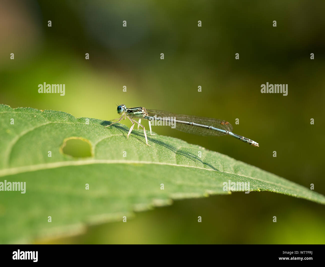 White-gambe, Damselfly Platycnemis pennipes, su una foglia. L'Italia. Foto Stock