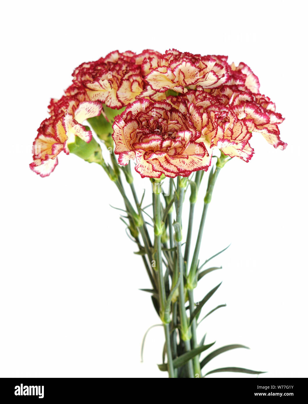 Un mazzetto di garofani isolare su sfondo bianco Foto Stock