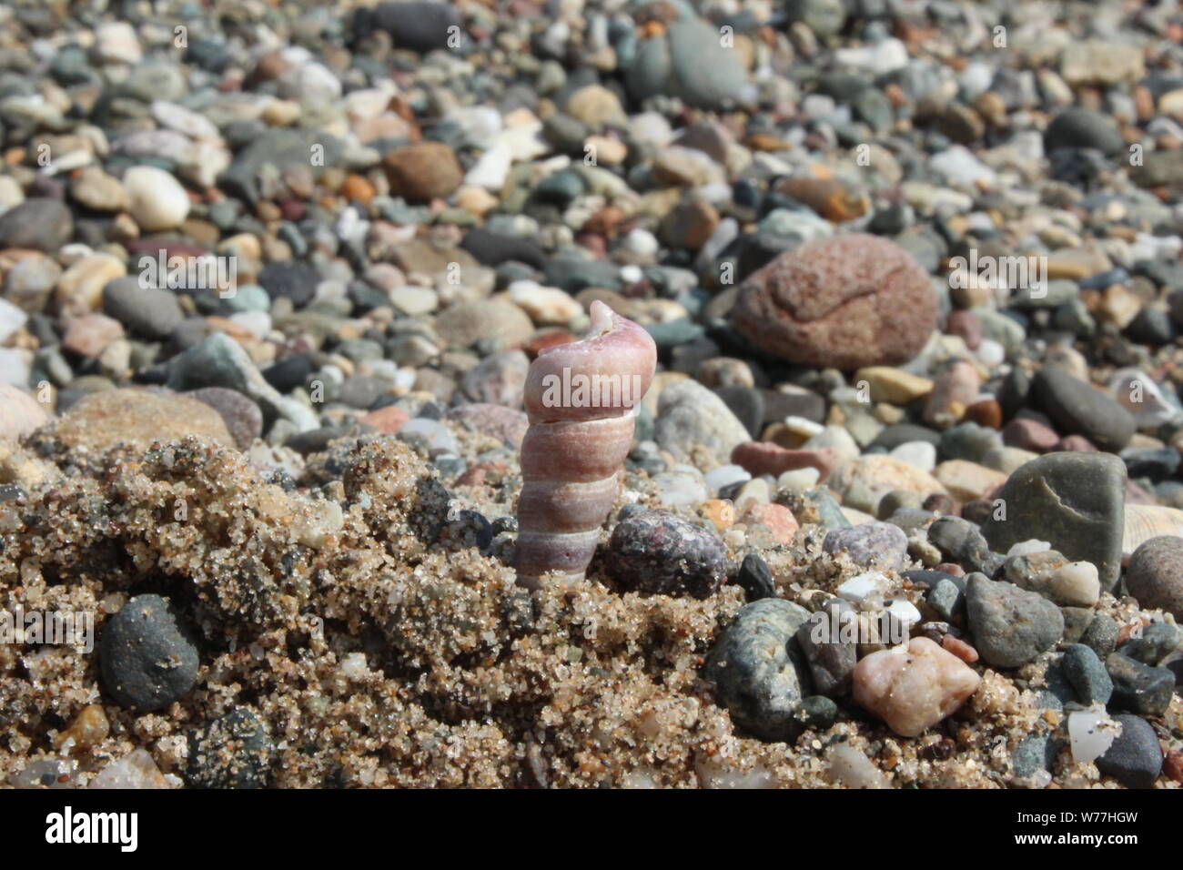 In prossimità di un piccolo guscio rosa nella sabbia di fronte a una spiaggia sassosa in una giornata di sole in Llanbedrog Foto Stock
