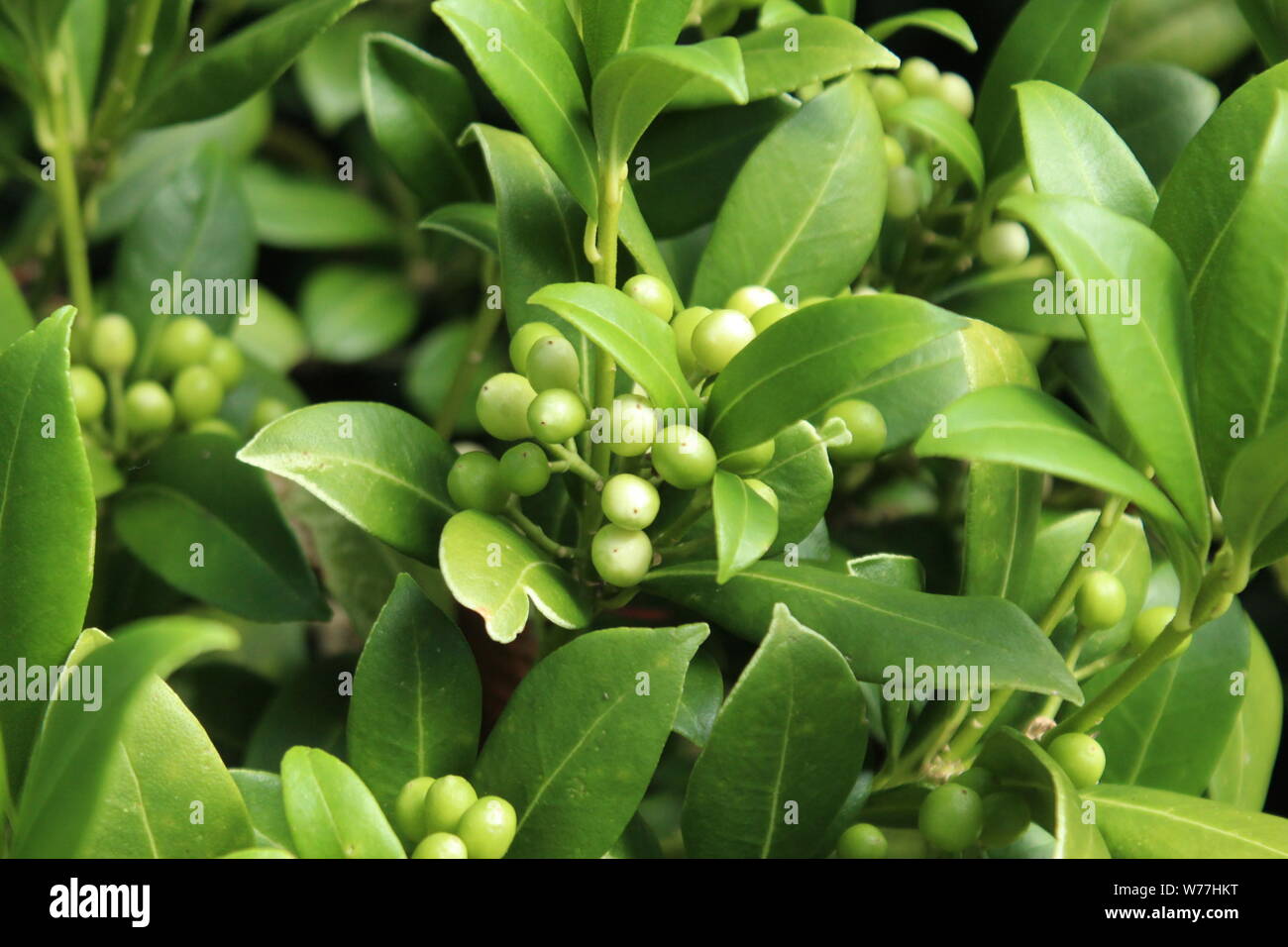 In prossimità della pianta con foglie verdi e piccoli frutti di bosco verde Foto Stock