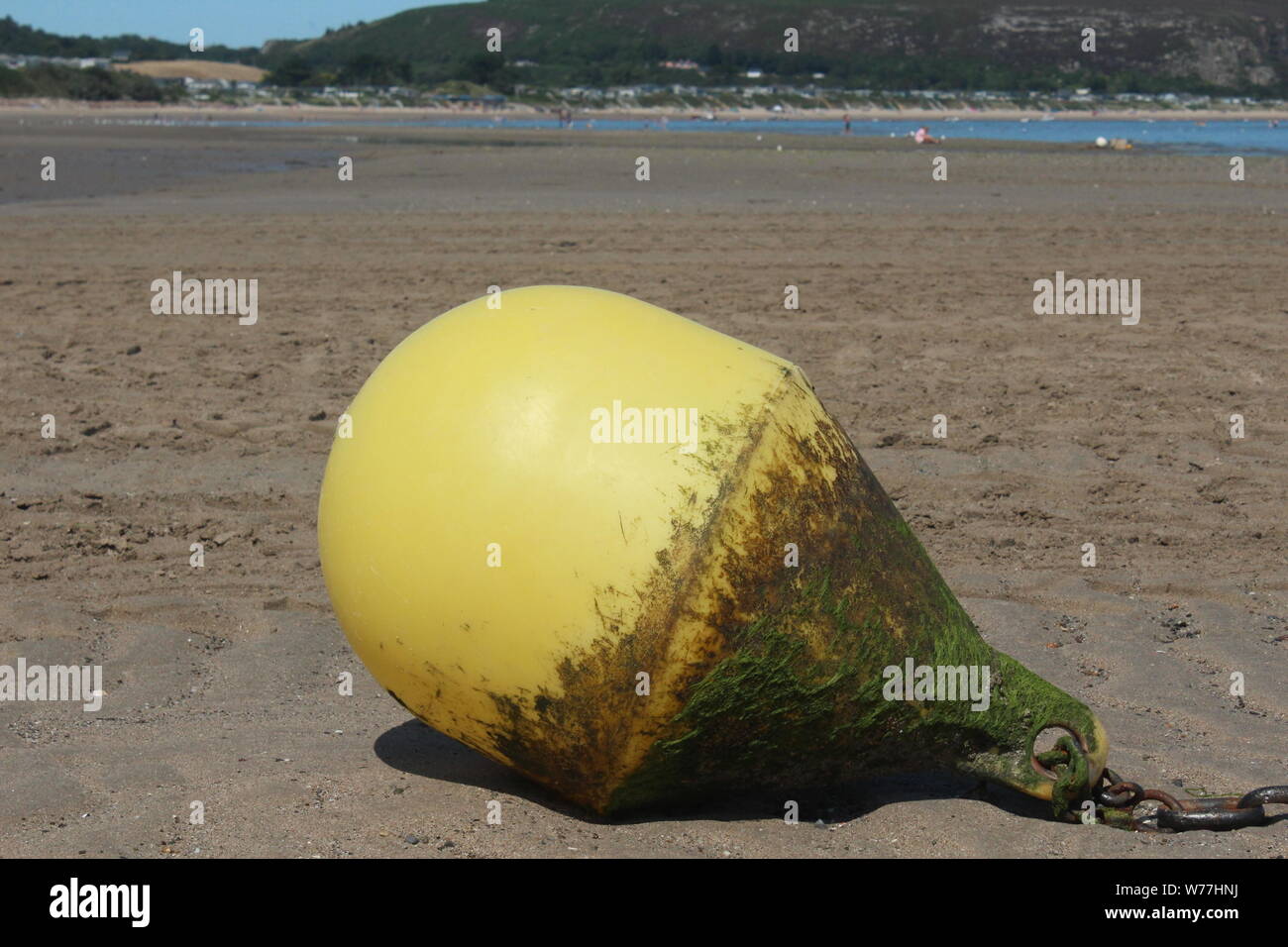 Immagine di un giallo, alghe boa coperti su una spiaggia con il mare e la collina di distanza, in una giornata di sole in Abersoch Foto Stock