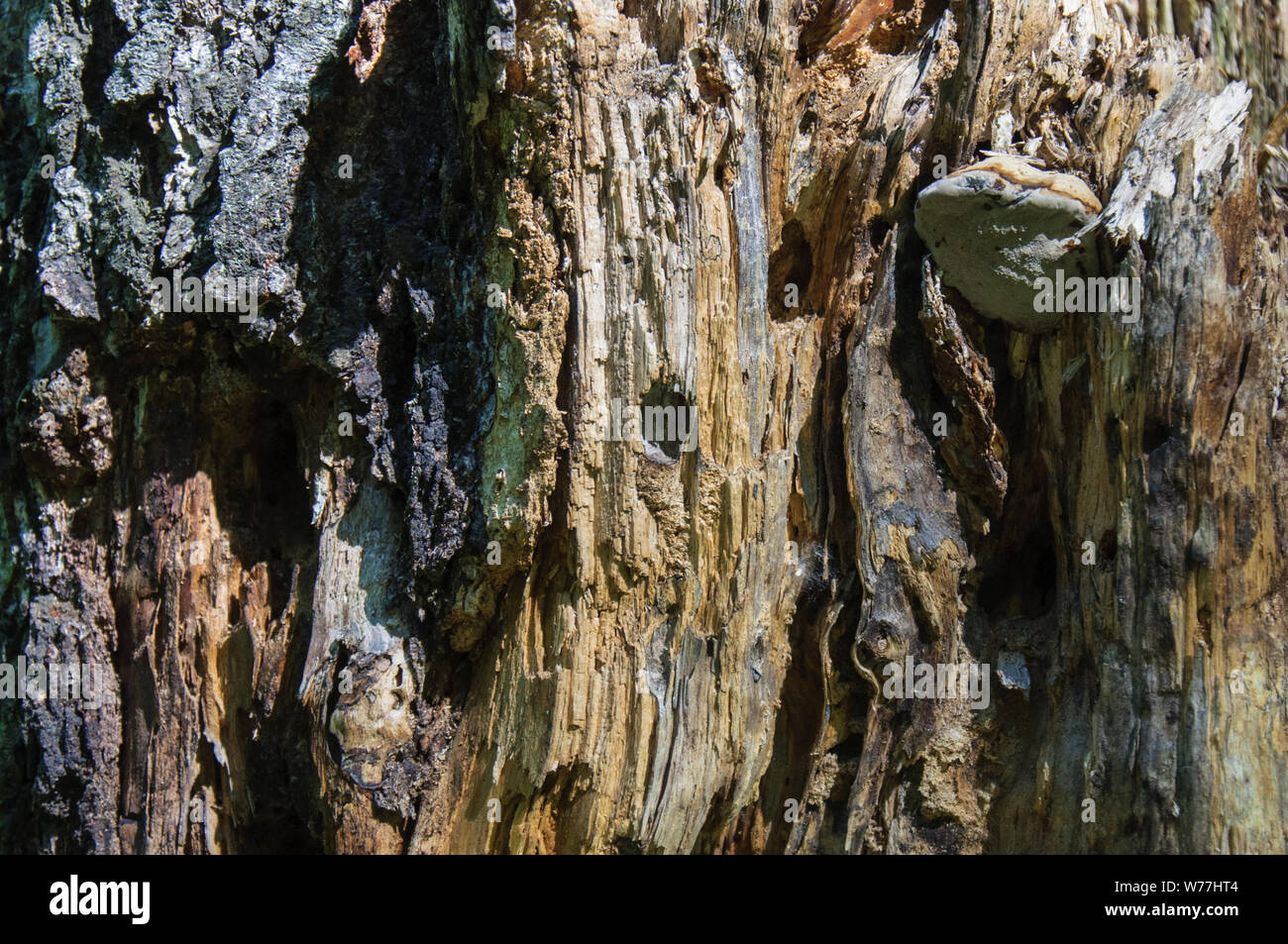 La texture del vecchio moncone marcio driftwood closeup nella foresta Foto Stock