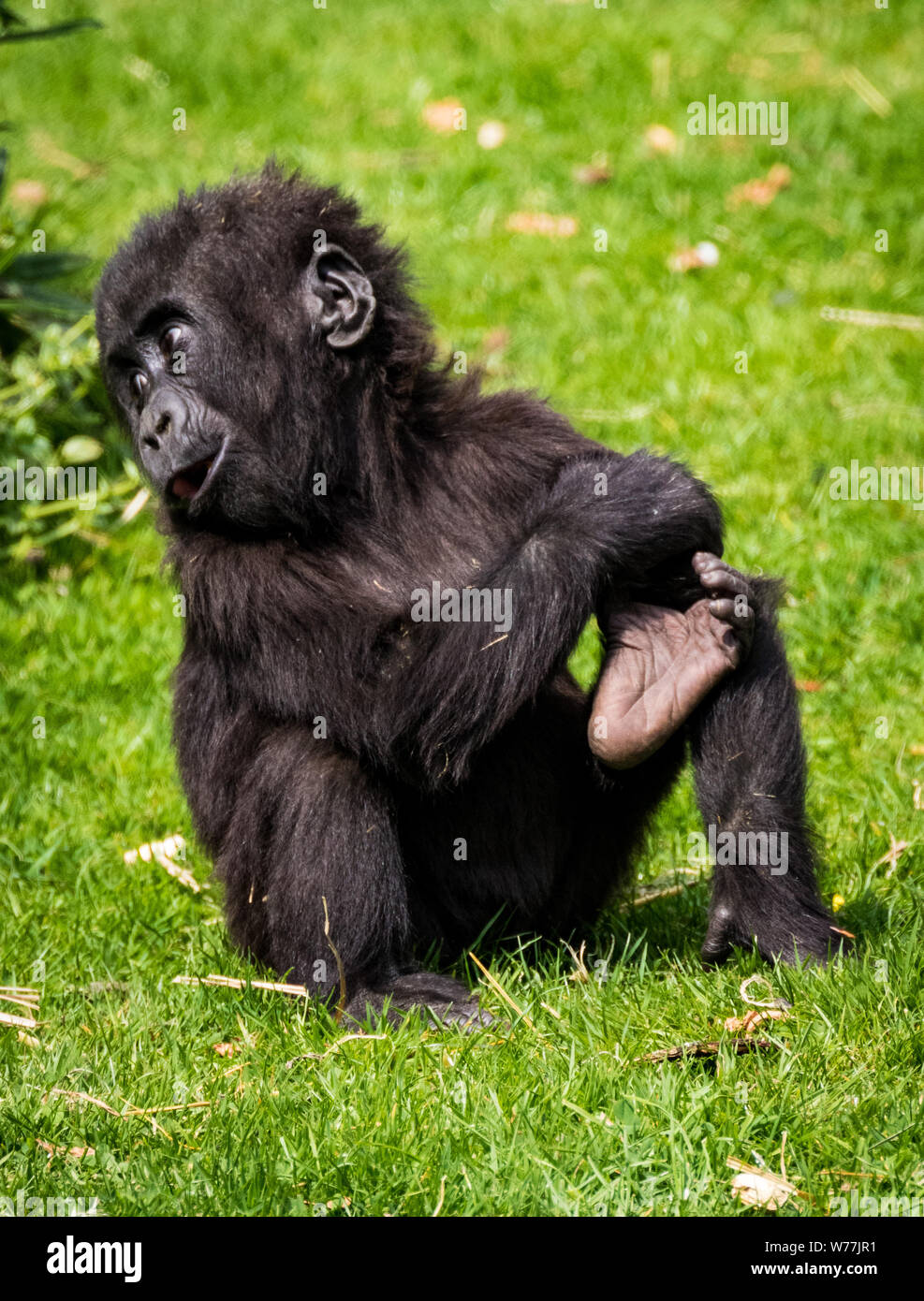Gorilla del bambino Foto Stock