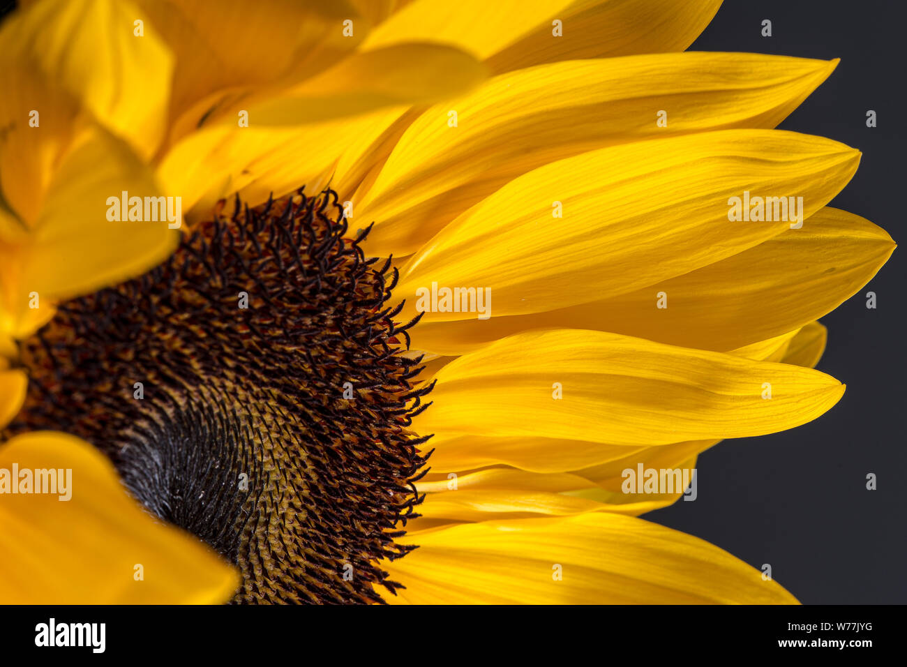 Girasole giallo petali di fiore close up ancora al buio su un sfondo nero Foto Stock