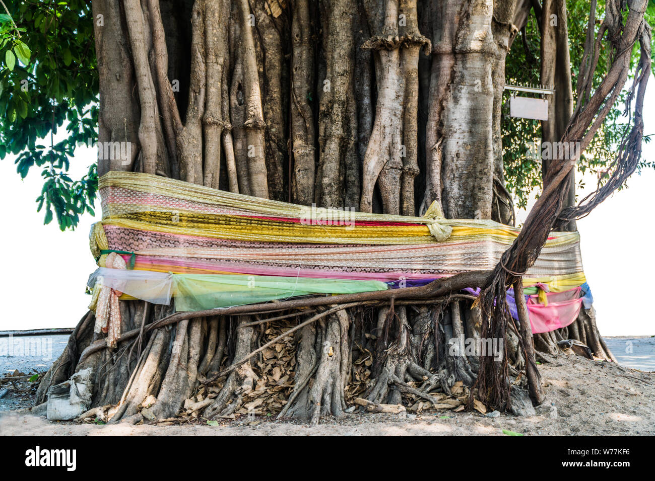Sette colori tessuti tie sul grande albero. Si tratta di dimostrare rispetto del Dio locale/ghost. Le credenze religiose del popolo Thai. Foto Stock